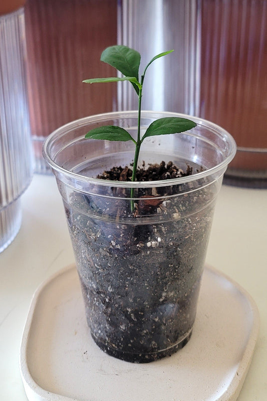 Meyer Lemon Seedling