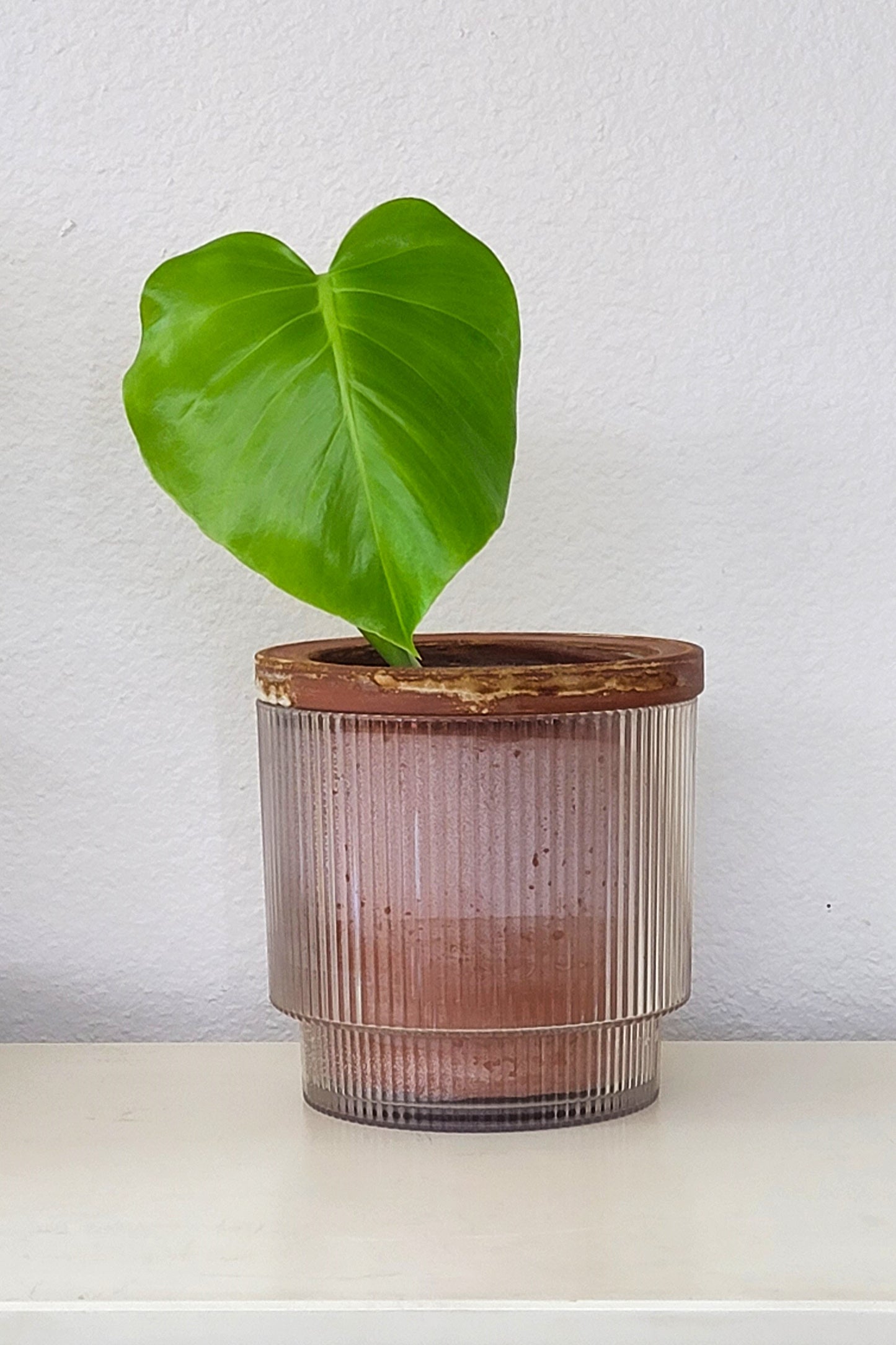 Monstera Single Node Cutting