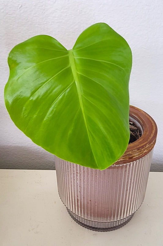 Monstera Single Node Cutting