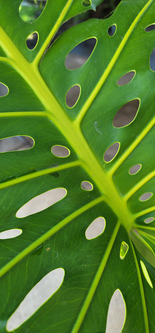 Monstera