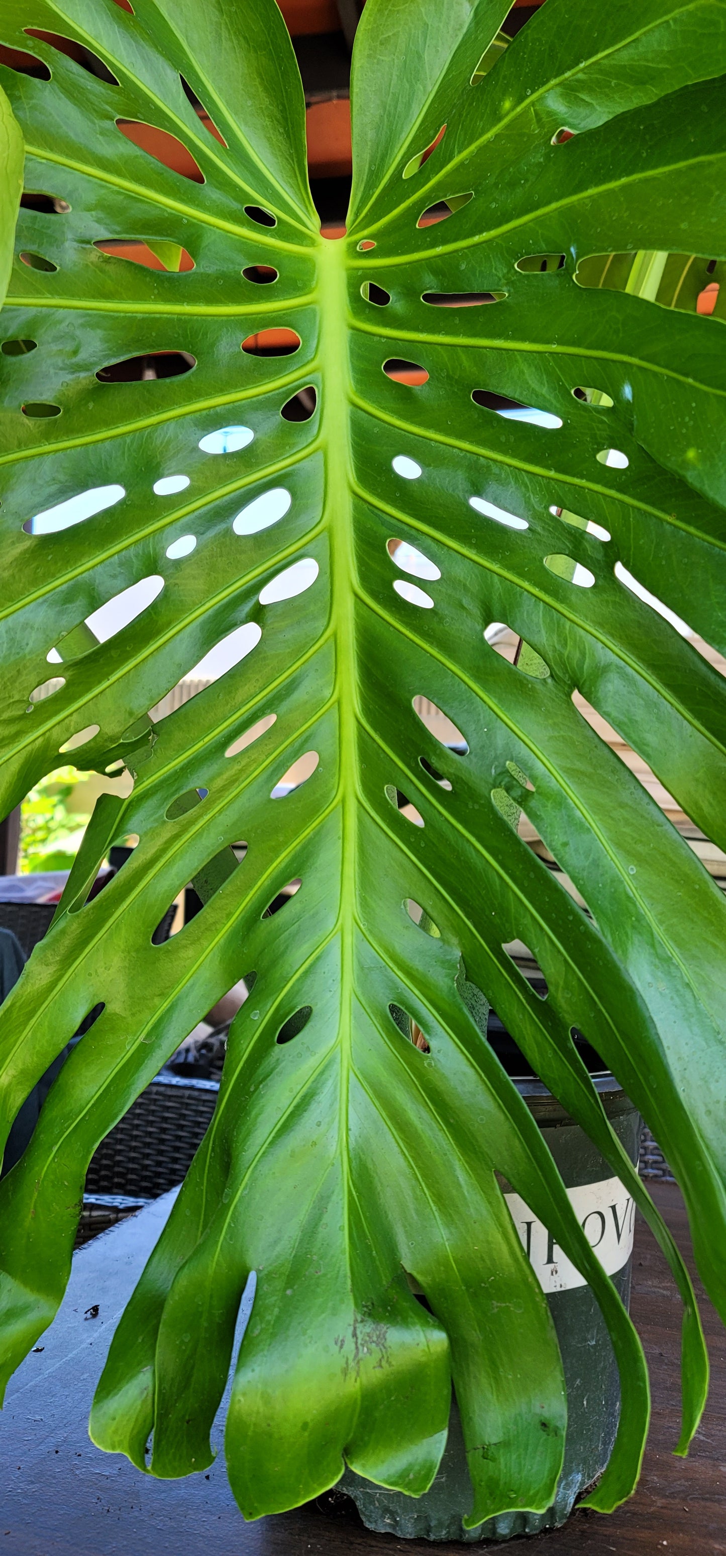 Monstera