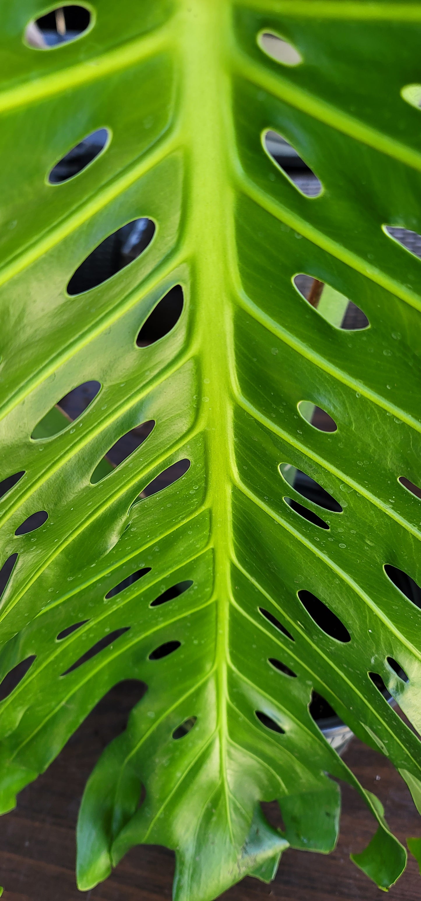 Monstera