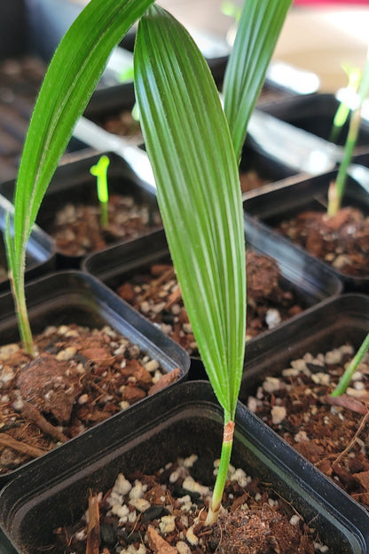 Queen Palm Seedling
