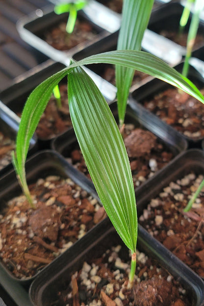 Queen Palm Seedling