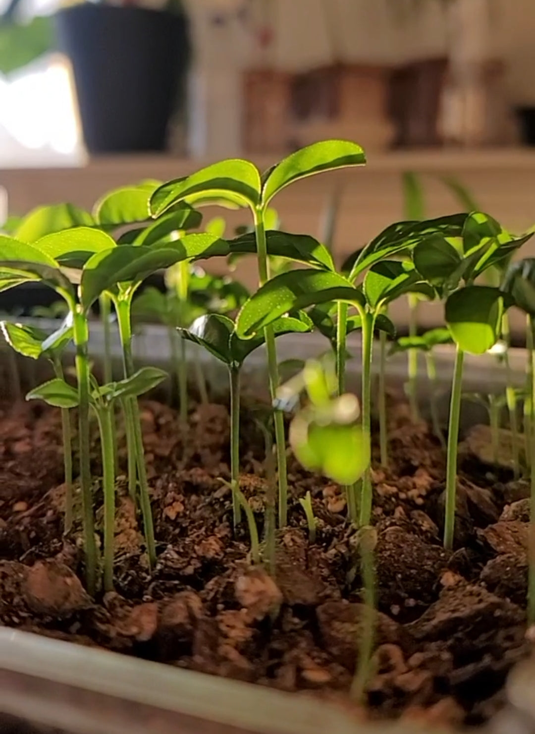 Meyer Lemon Seedling