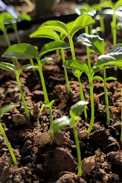 Meyer Lemon Seedling