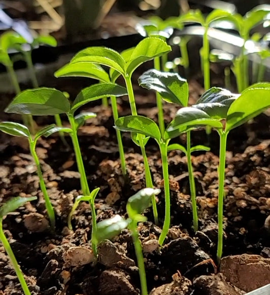 Meyer Lemon Seedling