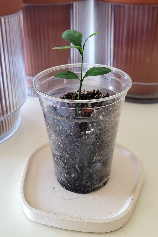 Meyer Lemon Tree Seedling
