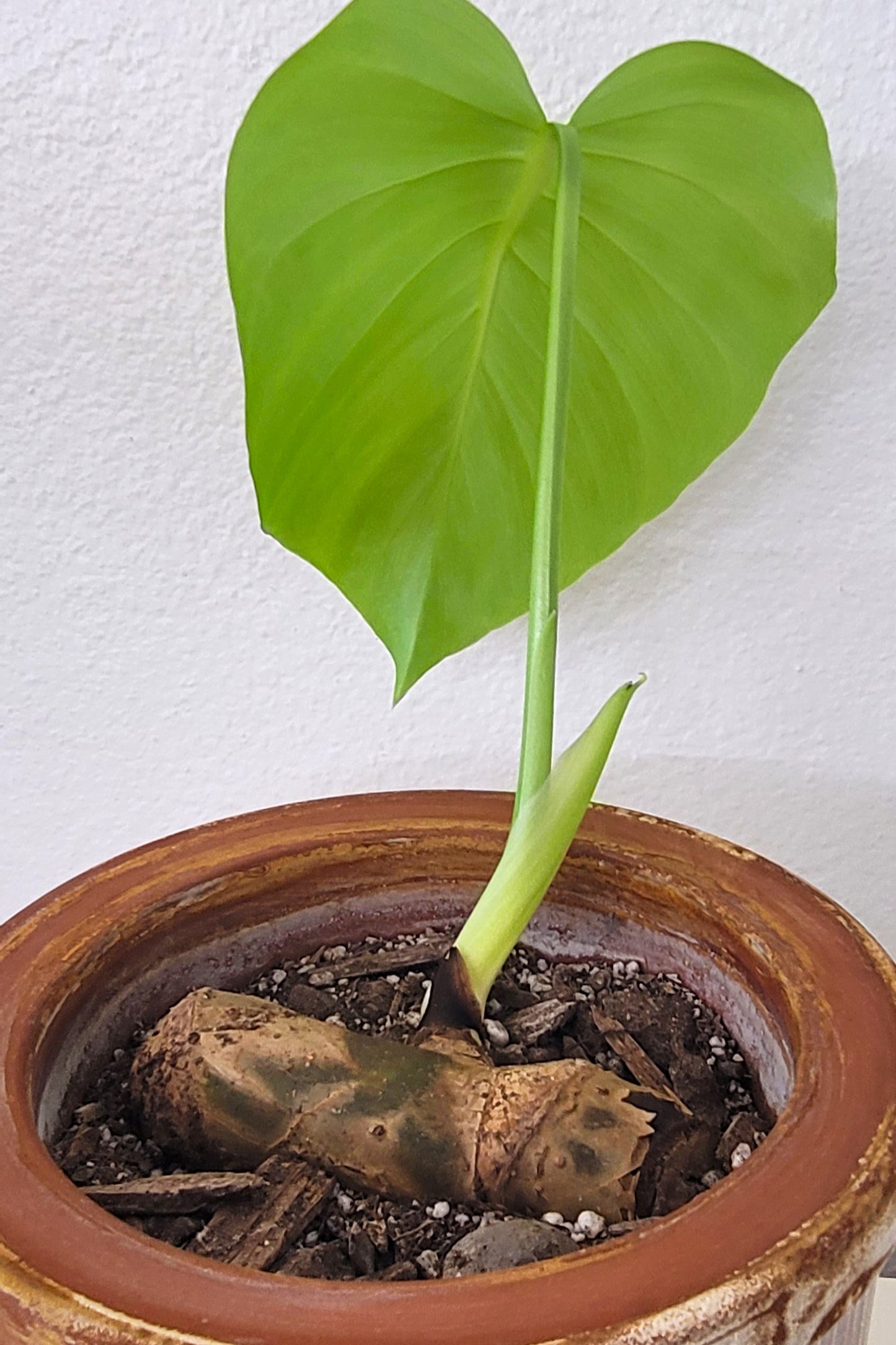 Monstera Single Node Cutting