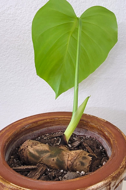 Monstera Deliciosa