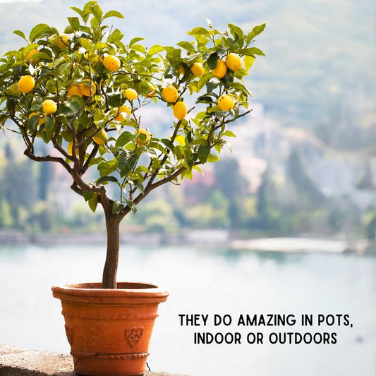 Dwarf Meyer Lemon Tree – Lush, Fruity &amp; Patio-Perfect