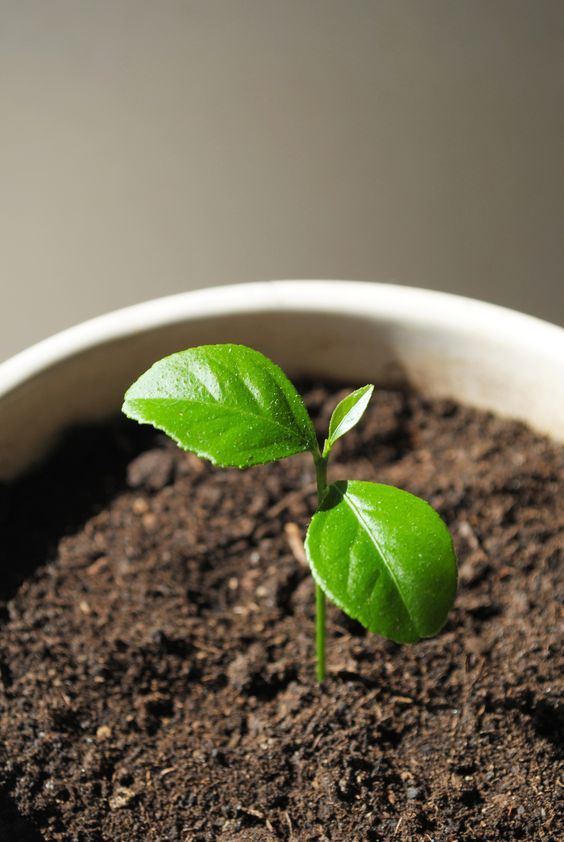 Meyer Lemon Tree Seedling