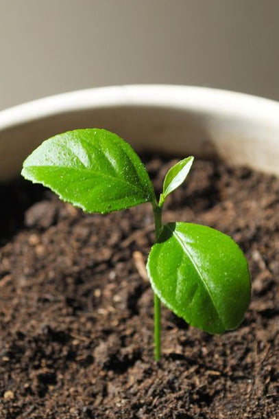 Meyer Lemon Seedling