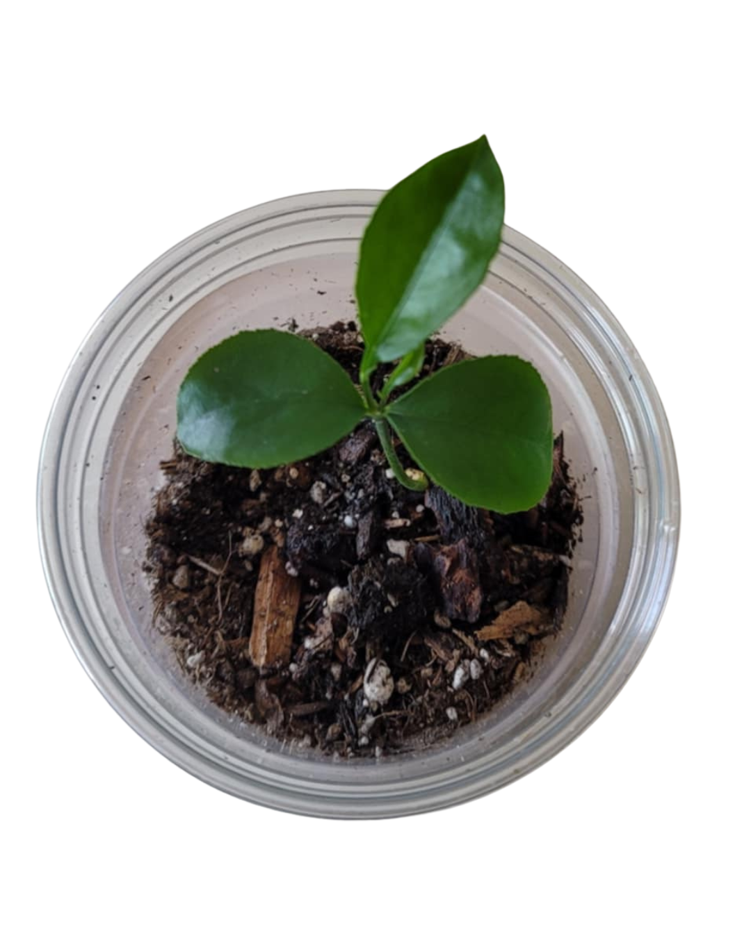 Dwarf Meyer Lemon Tree – Lush, Fruity &amp; Patio-Perfect