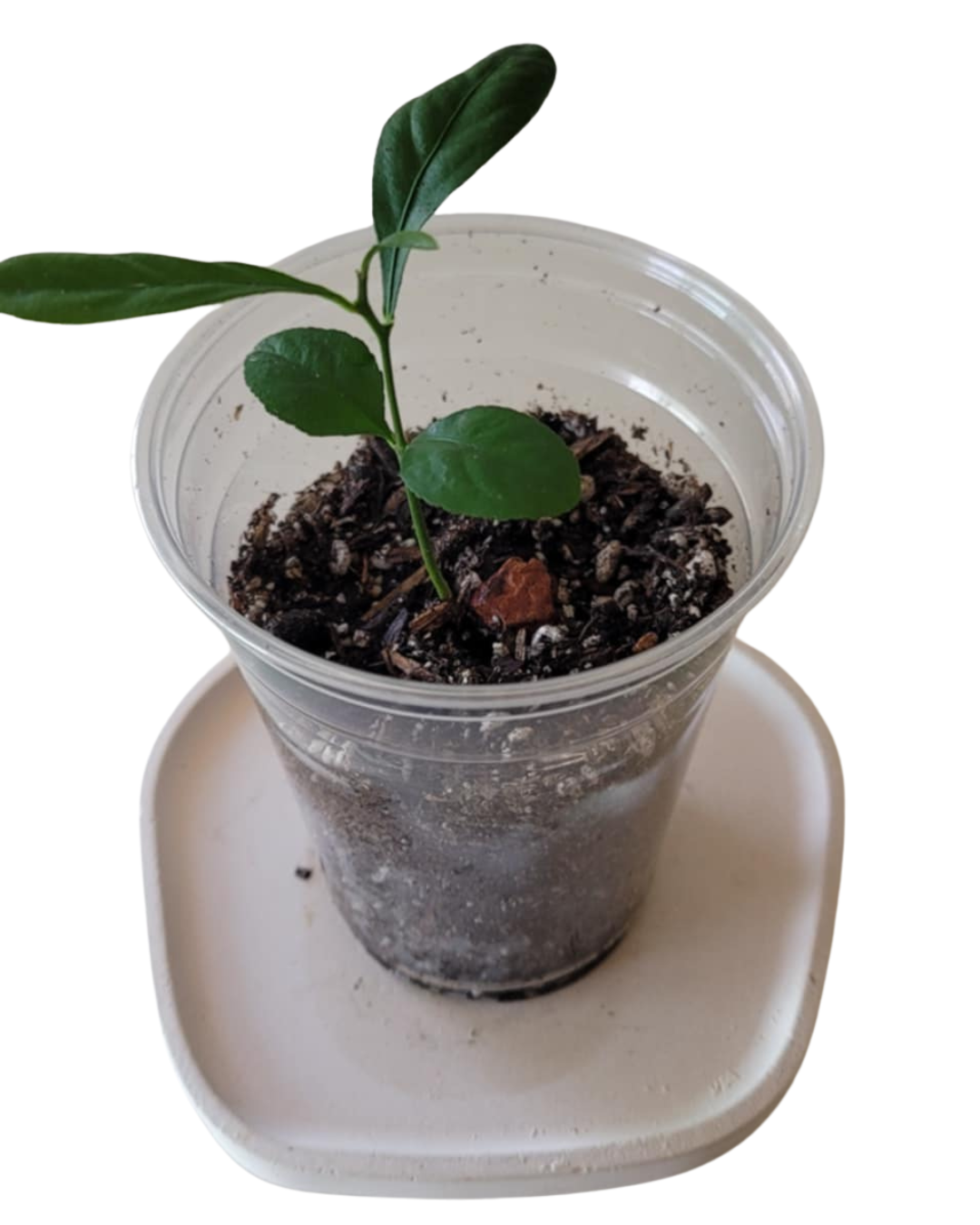 Dwarf Meyer Lemon Tree – Lush, Fruity &amp; Patio-Perfect