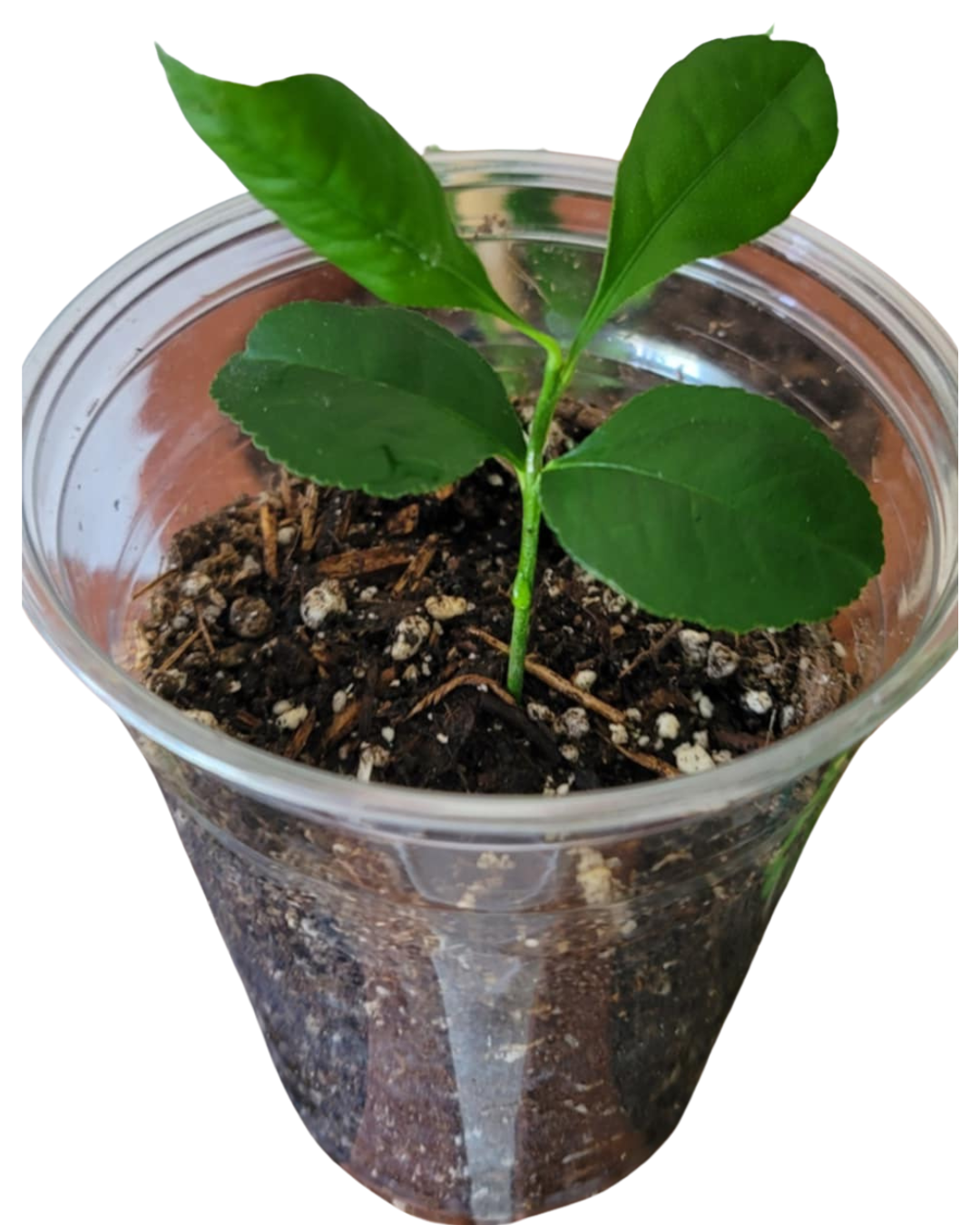 Dwarf Meyer Lemon Tree – Lush, Fruity &amp; Patio-Perfect