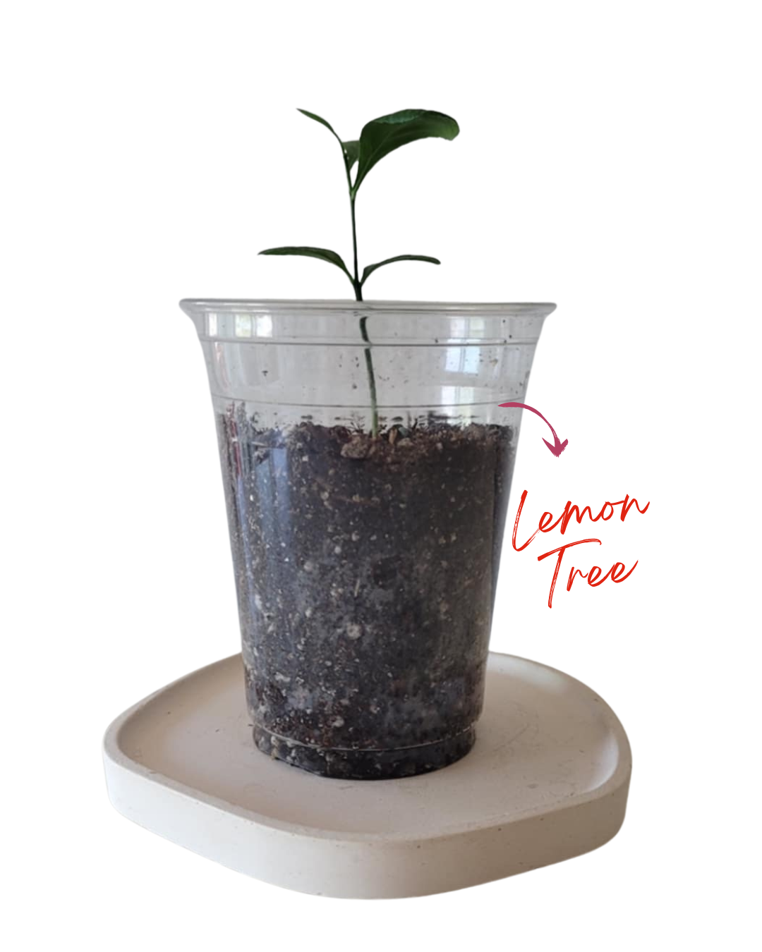 Dwarf Meyer Lemon Tree – Lush, Fruity &amp; Patio-Perfect