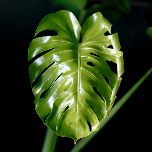 Monstera Node Cutting